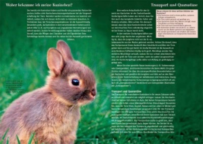 Preview: Kaninchen